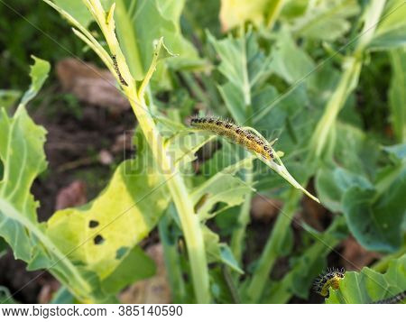 Caterpillars On Cabbage Leaves. Pests. The Eaten Crop.