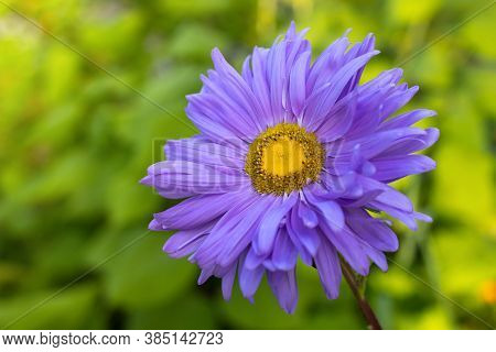 Aster Alpinus Purple Violet Flowers In Garden. Aster Alpinus Purple Violet Flowers In Bloom, Alpine 