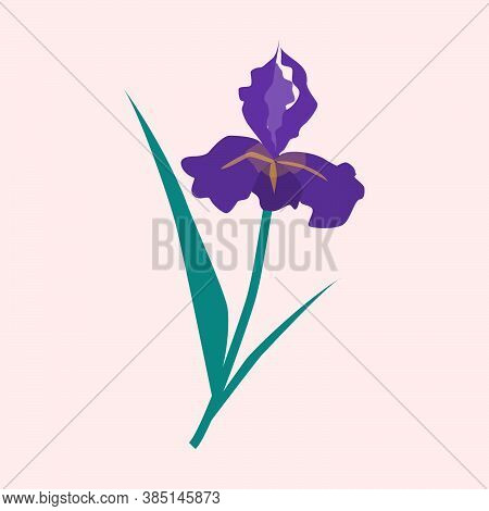 Purple Ris Flower Vector Illustration, Summer Or Spring Garden