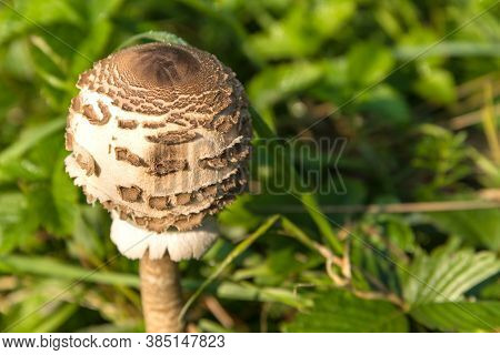 The Parasol Mushroom (macrolepiota Procera). Edible Mushroom In The Meadow. Detailed View.