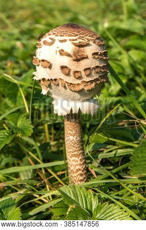 The Parasol Mushroom (macrolepiota Procera). Edible Mushroom In The Meadow. Detailed View.