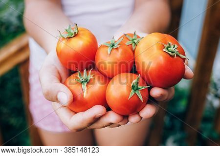 Girl Holding Red Ripe Tomatoes In Her Hands. Healthy Eating.