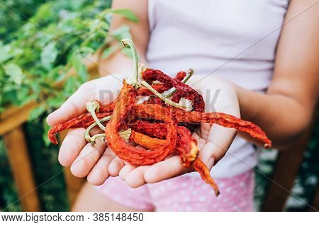 Girl Holding Dried Red Chili Peppers In Her Palms.