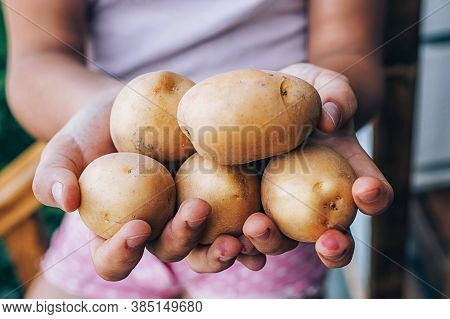 Female Hands Hold Ripe Potatoes Outdoors, Close-up. Harvesting.