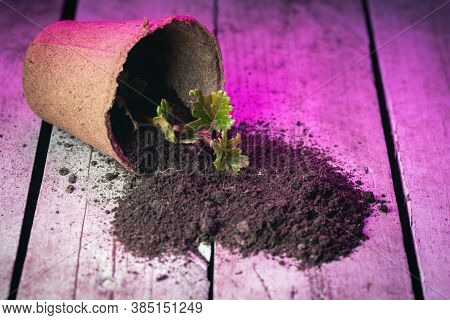 Clover Plant Leaf In The Flower Pot In The Lights Of Phyto Lamp Concept.
