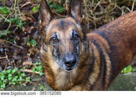 Belgian Shepherd Dog On The Green Brown Background