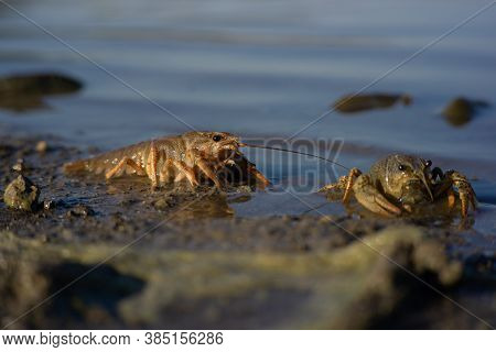 Freeing Bulgarian Astacus Astacus, Crayfish, On The Shore Of A Lake.