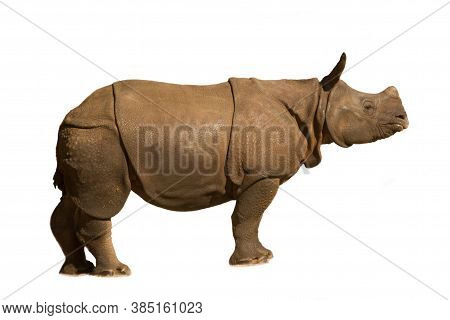 White Rhinoceros, Square-lipped Rhinoceros (ceratotherium Simum), Baby.