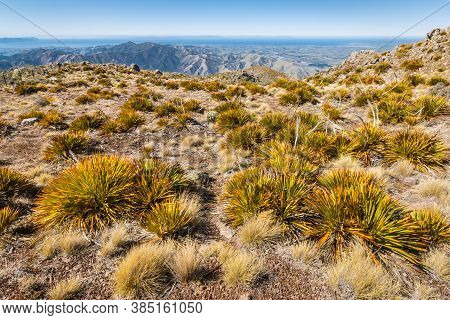 Closeup Of Giant Speargrass Plants (aciphylla Colensoi) Growing Above Awatere Valley In Marlborough,