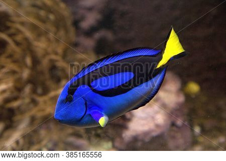 Blue Tang Or Regal Tang Or Palette Surgeonfish (paracanthurus Hepatus ) .