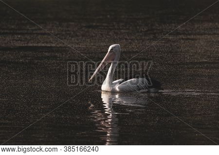 Lonely Pelican Swimming At Colleges Crossing At Evening Time