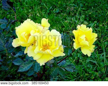 Yellow Garden Roses On A Blury Green Background, Selective Focus