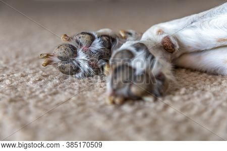 Close Up View Paw Prints. A Large Beagle Hound Mix Breed Dog Is Lying Down Resting Leaving The Botto