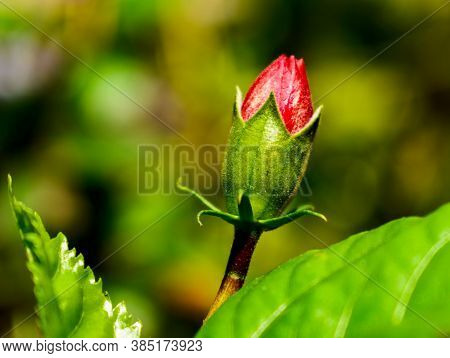 Hibiscus Flower With Leaves And Branches In Flower Garden