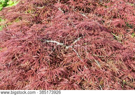 Close-up Of A Small Shrub Of Acer Palmatus With Red Foliage