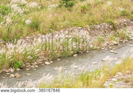 wild sugarcane grass with white flowers and seeds in the field near a river in Nantou, Taiwan