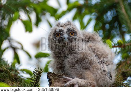 A Small Long-eared Owl Sits On A Tree Branch In The Forest.