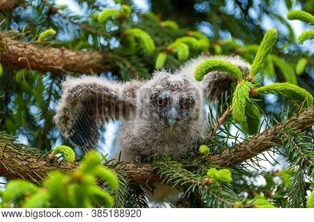 A Small Long-eared Owl Sits On A Tree Branch In The Forest.