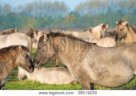 Cavalli konik nella natura in autunno