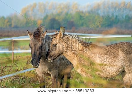 Cavalli konik nella natura in autunno