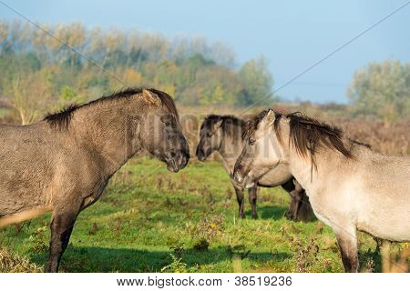 Cavalli konik nella natura in autunno