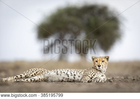 Adult Cheetah With Beautiful Eyes Lying Down Low Angle In Ndutu In Tanzania