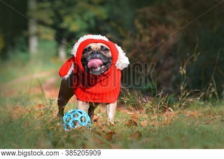 Funny Smiling Fawn French Bulldog Dog Girl With Red Winter Loop With Bunny Ears In Autumn Forest