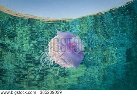 Crown Jelly Fish Swims In Clear Water And Has Refection On Seurface With Tenticles