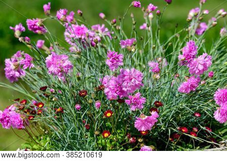 Large Group Of Dianthus Plumarius, Known As The Common Pink, Garden Pink, Or Wild Pink, In A Large G