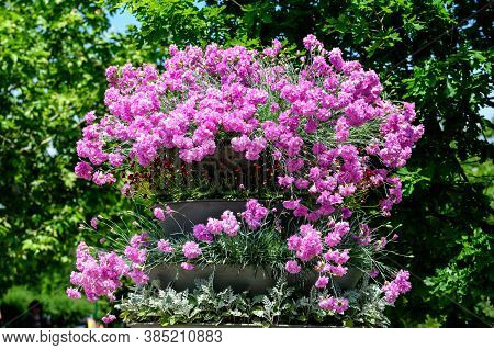 Large Group Of Dianthus Plumarius, Known As The Common Pink, Garden Pink, Or Wild Pink, In A Large G