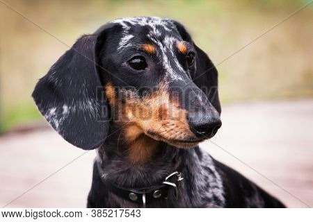 Portrait Of A Dachshund Dog, Marbled Color, Outdoors