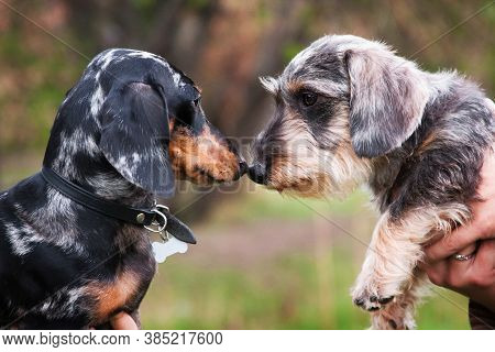 Two Dachshunds, Wire-haired And Marbled, Are Friends And Sniff Each Other, Touch Their Noses, Outsid