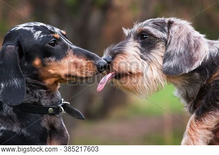 Two Dachshunds, Wire-haired And Marbled, Are Friends And Lick Each Other, Touch Their Noses, Outside