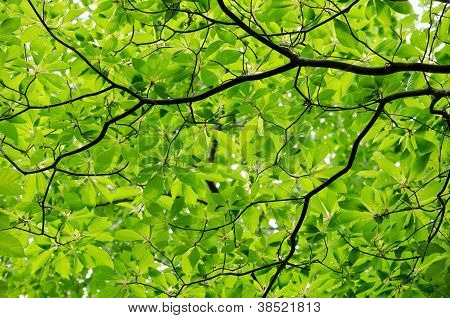 färska natur grön
