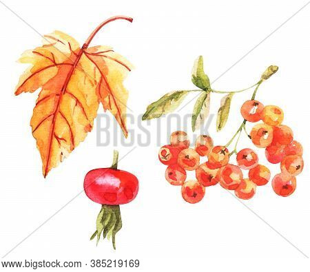 Watercolor Illustration Of Rowanberries Isolated On White Background.