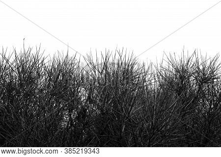 Shrub Plant With Thorns Abstract Dense Vegetation Background. Black And White.
