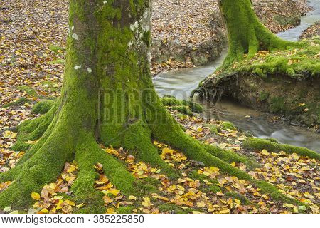 Beech Forest