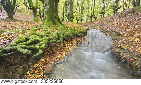 Beech Forest