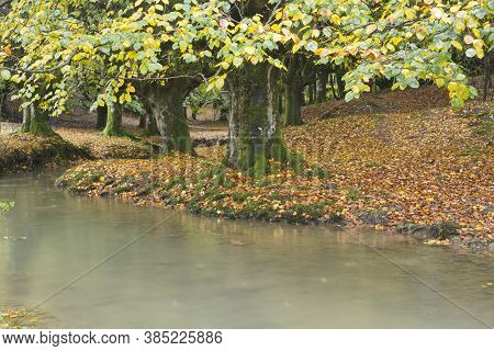Beech Forest