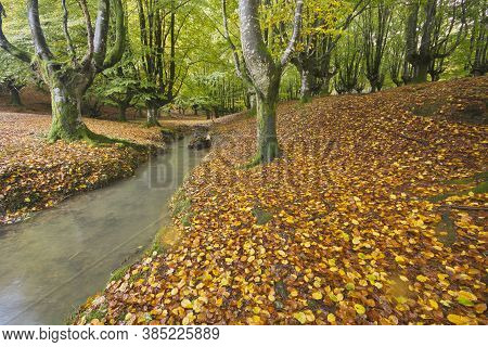 Beech Forest