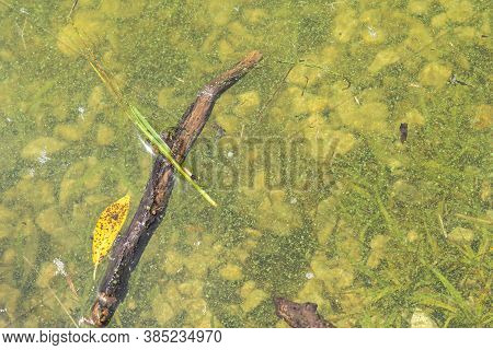 Algal Blooms - Green Dirty Surface On River. Stop Swimming.