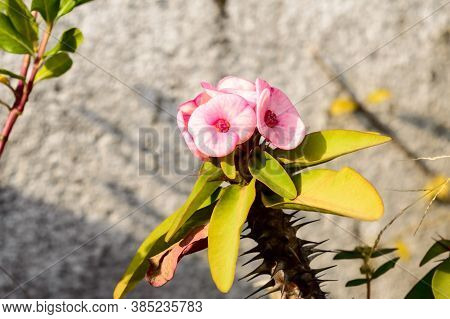 Euphorbia Milii Crown Of Thorns Cactus Plant In Sunlight. It Is A Spiny Shrubs And Cactus Like (shru