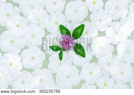 Phlox Paniculata On Water, Texture And Background Of Phlox Paniculata Flowers