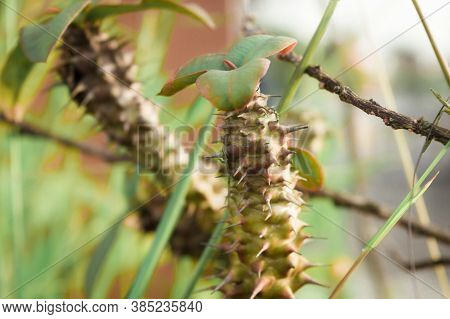 Close Up Of Spiked Sharp Thorn And Needle Part Of Euphorbia Milii Crown Of Thorns Cactus Plant In Su