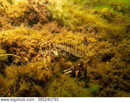 A Closeup Picture Of A Crab Underwater. Picture From Oresund, Malmo In Southern Sweden.