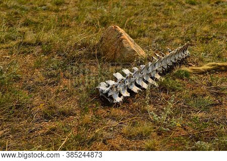 White Bare Light Bones Of The Horse's Spine In Dry Grass In The Steppe In Warm Sunlight