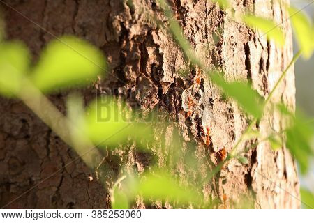 Red Ants Walk In A Row On The Bark Of Trees, With Sunlight In The Morning, And Foreground Green Leaf