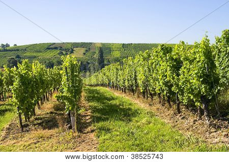 Vigneti dell'Alsazia