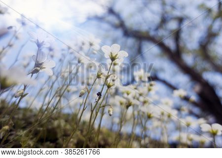 Flowers Of Sagina Subulata Blooms In The Garden On A Sunny Day. Alpine Pearlwort.small Depth Of Shar