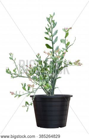 Candelilla, Tall Slipper Plant Or Slipper Spurge Bloom In Pot Isolated On White Background Included 